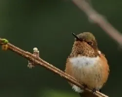 El colibri scintilla(Selasphorus scintilla) 