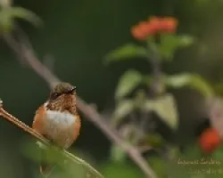 pequenito