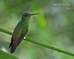 Amazilia saucerrottei 