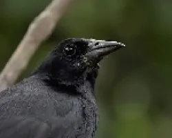 Melodius Blackbird