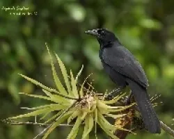 Melodius Blackbird