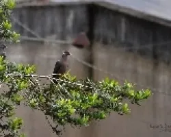 Columba fasciata