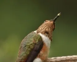El colibri scintilla(Selasphorus scintilla)