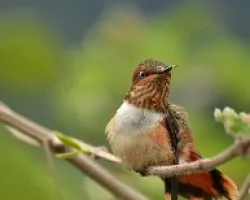 El colibri scintilla(Selasphorus scintilla)