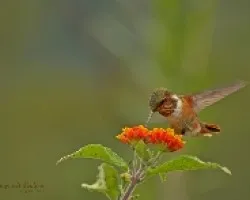 volando