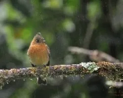 Mitrephanes phaeocercus