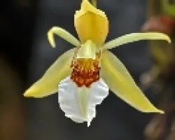 orquidea 