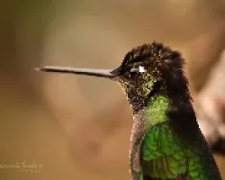 Eugenes fulgens