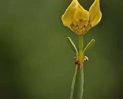 simple lirio