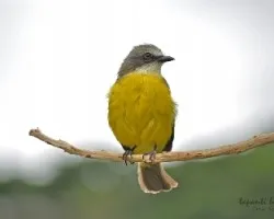 Gray-capped flycatcher