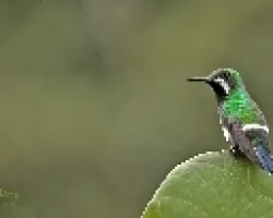 Green Thorntail--- female