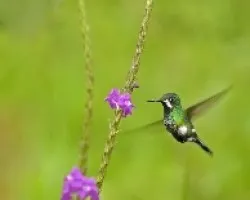 Green Thorntail--- female