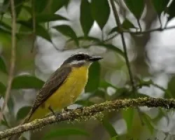 Golden-bellied Flycatcher