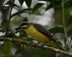 Golden-bellied Flycatcher hunting