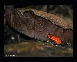 rojo