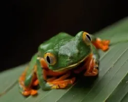 Cruziohyla calcarifer
