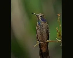 Colibri delphinae