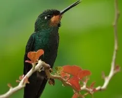 Green-crowned Brilliant young male