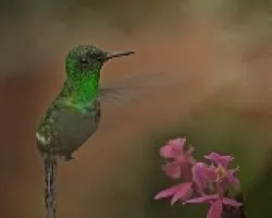 Green Thorntail male