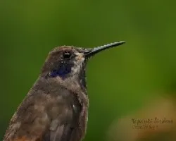Colibri delphinae