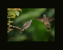 Colibri delphinae