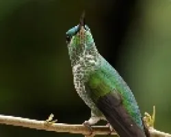 Green-crowned Brilliant young female