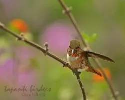 display young