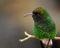 pequeño esmeralda