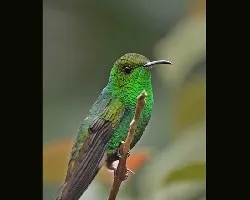 esmeraldita!
