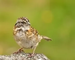 Zonotrichia juvenil de altura
