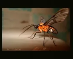 NARANJA