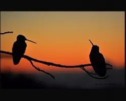 mirando el atardecer