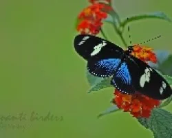 Heliconius doris