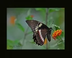 mariposa