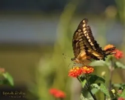 mariposa