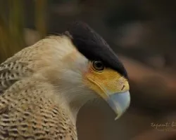 caracara