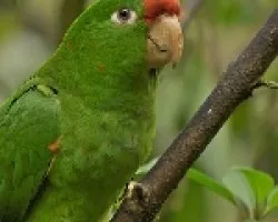 Aratinga finshi