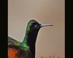 Eupherusa nigriventris macho retrato