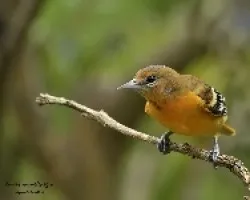 Icterus galbula joven