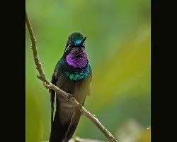 lampornis calolaema macho
