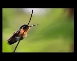 lampornis calolaema hembra
