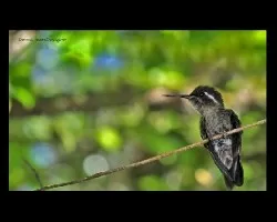 lampornis calolaema juvenil