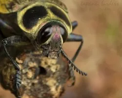 cucarachoabejon