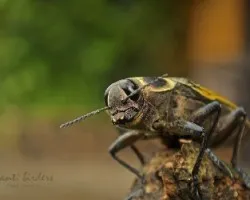 cucarachoabejon