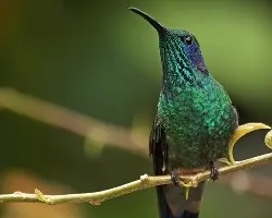 Green Violet-ear