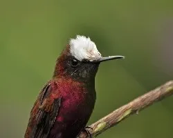Microchera albocoronata