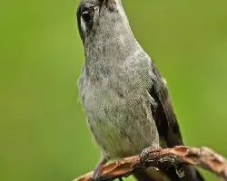 Microchera albocoronata