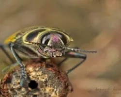 cucarachoabejon3