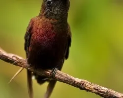 Microchera albocoronata