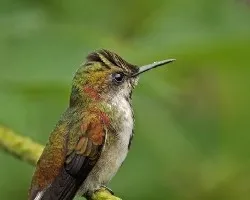 Microchera albocoronata